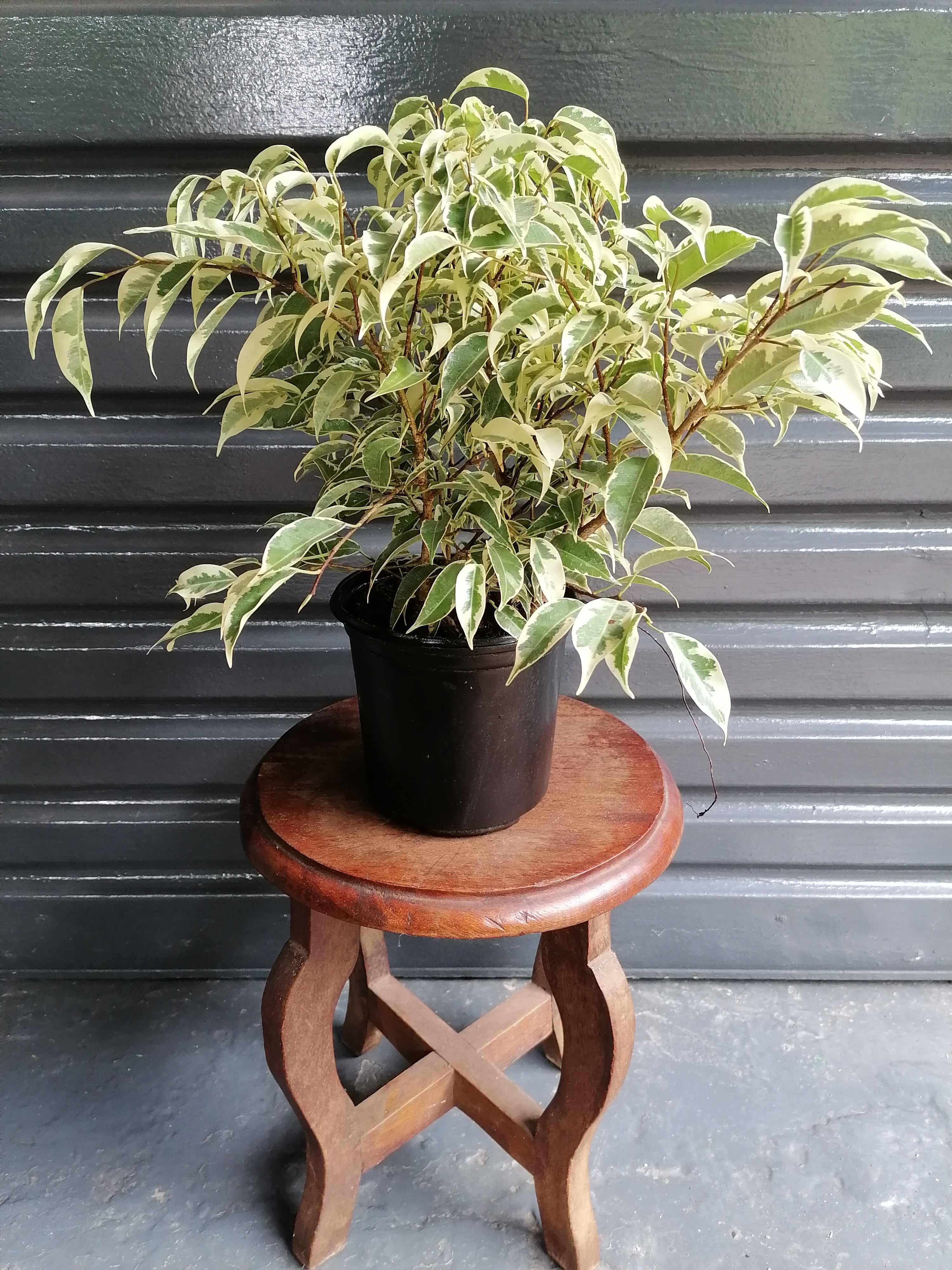 Ficus Starlight