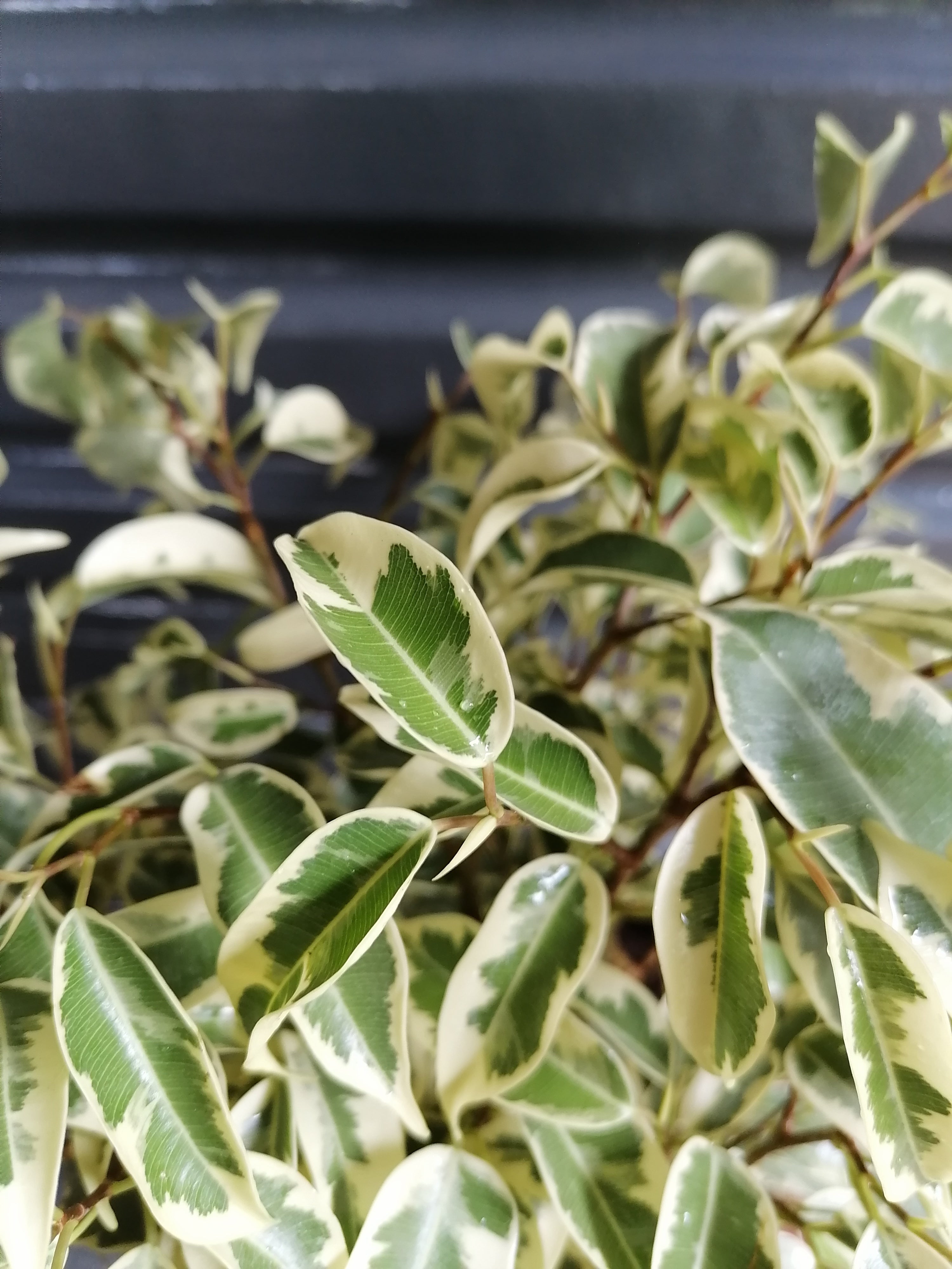 Ficus Starlight