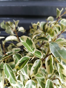 Ficus Starlight