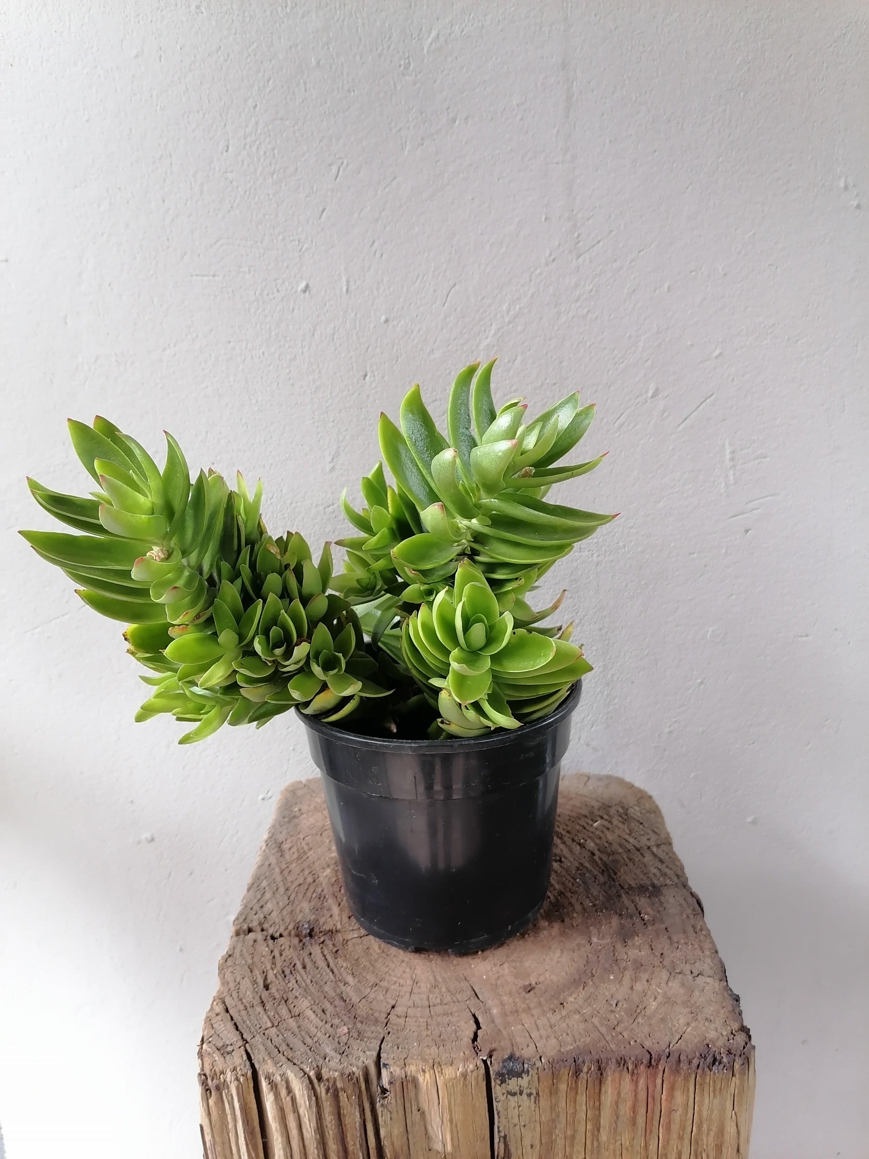 Crassula Campfire