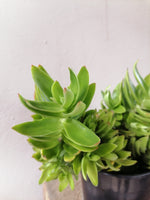 Load image into Gallery viewer, Crassula Campfire

