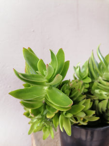 Crassula Campfire