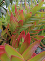 Load image into Gallery viewer, Crassula Campfire
