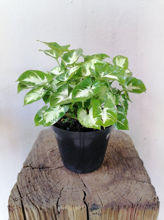 Syngonium Pixie