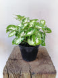 Syngonium Pixie
