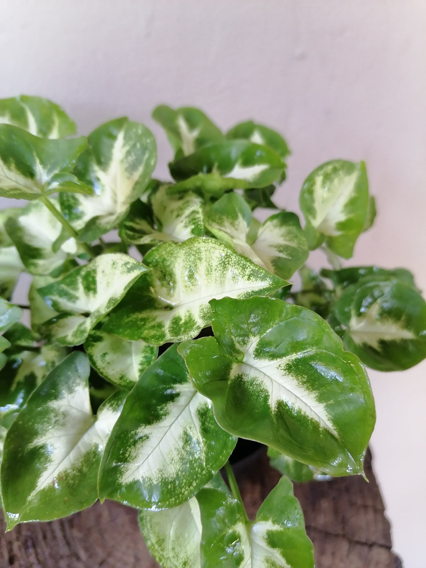 Syngonium Pixie