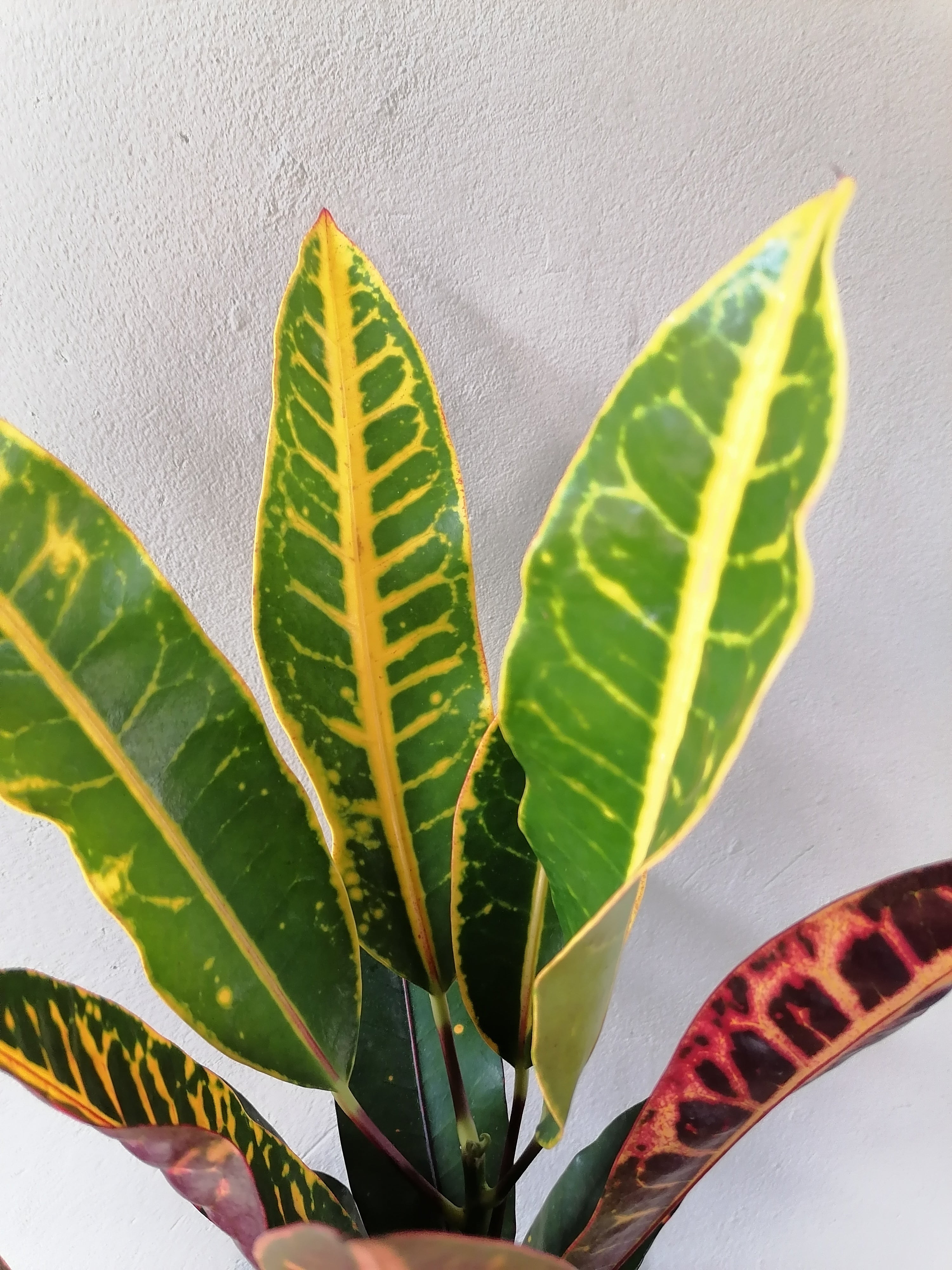 Croton