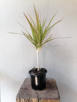 Load image into Gallery viewer, Dracaena Kiwi
