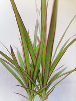 Load image into Gallery viewer, Dracaena Kiwi
