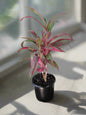 Cordyline Red Edge