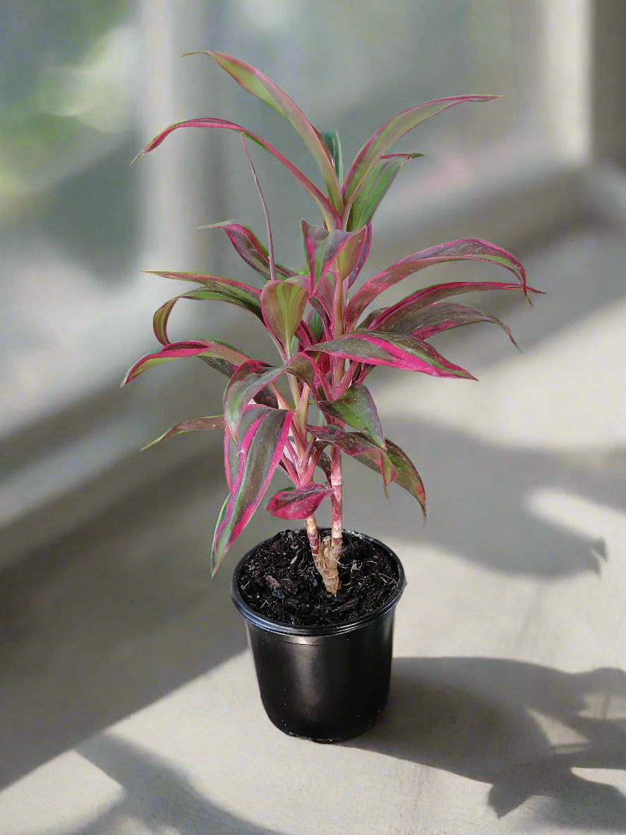 Cordyline Red Edge