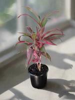 Load image into Gallery viewer, Cordyline Red Edge
