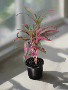 Cordyline Red Edge