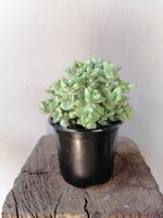 Load image into Gallery viewer, Crassula Tom Thumb
