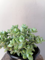 Load image into Gallery viewer, Crassula Tom Thumb
