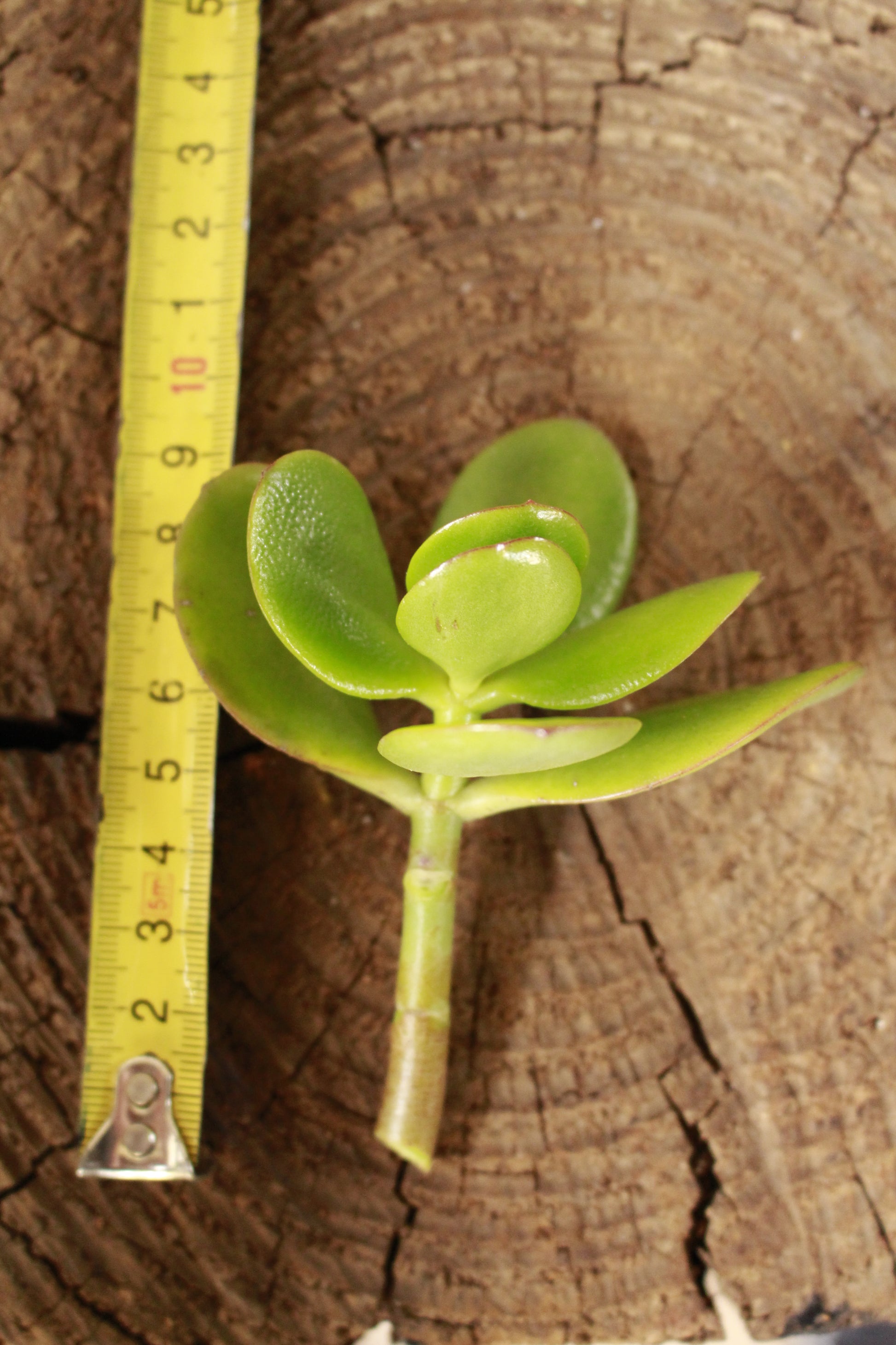 Jade Money plant Crassula Ovata cutting
