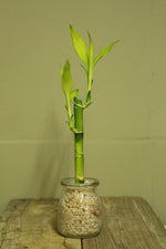 Load image into Gallery viewer, Lucky Bamboo - 1 stem - Planted in glass jar with gravel
