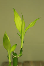Load image into Gallery viewer, Lucky Bamboo - 1 stem - Planted in glass jar with gravel

