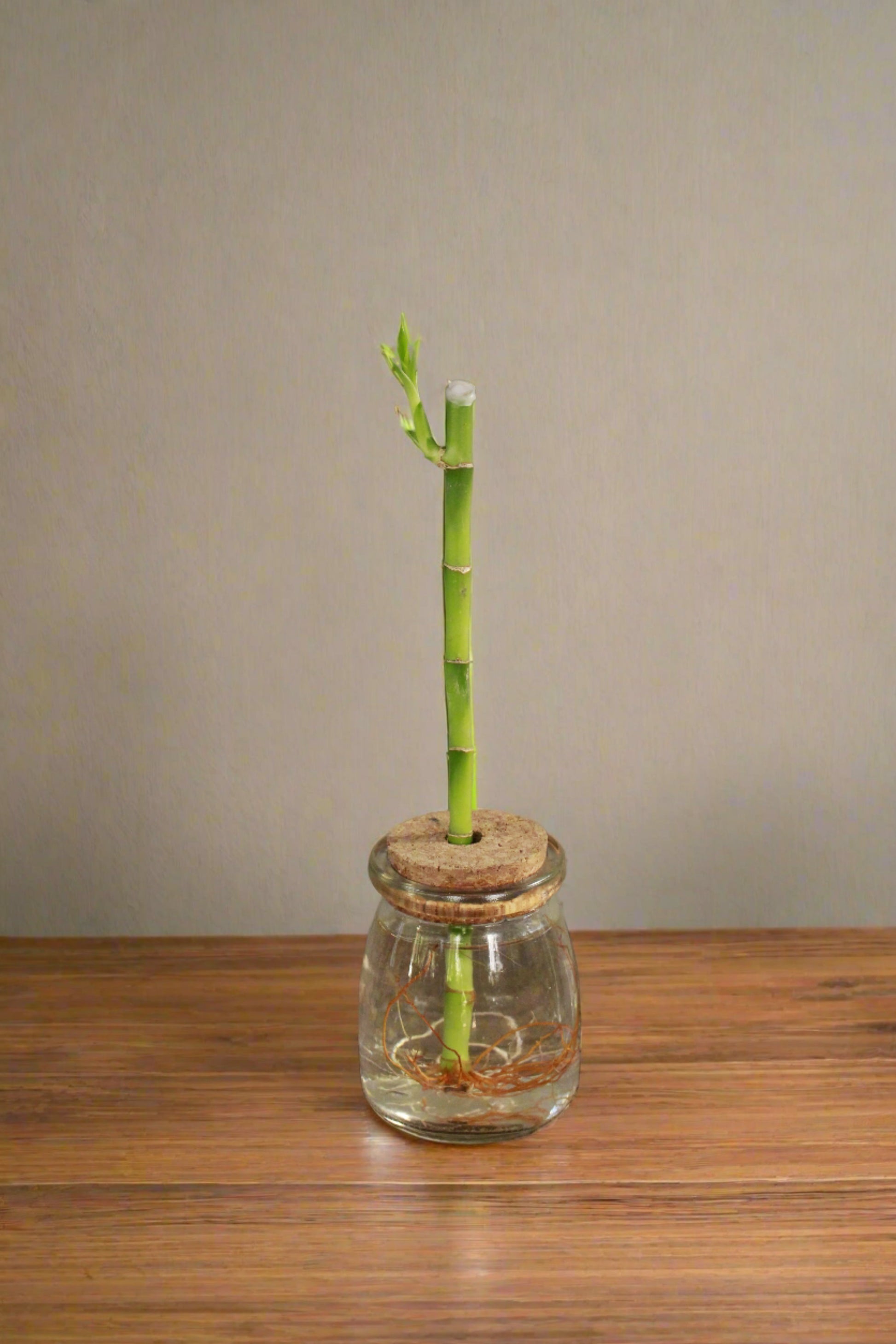 lucky bamboo woolworths Lucky Bamboo South Africa – i-go-eco