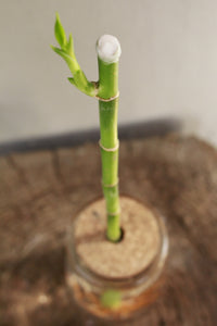 Lucky Bamboo - 1 stem - in jar with cork