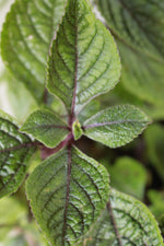 Load image into Gallery viewer, Plectranthus Baurii
