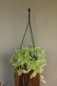 Tradescantia Albiflora Albovittata hanging pot