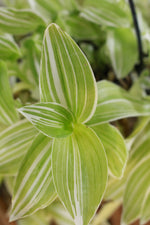 Load image into Gallery viewer, Tradescantia Albiflora Albovittata hanging pot
