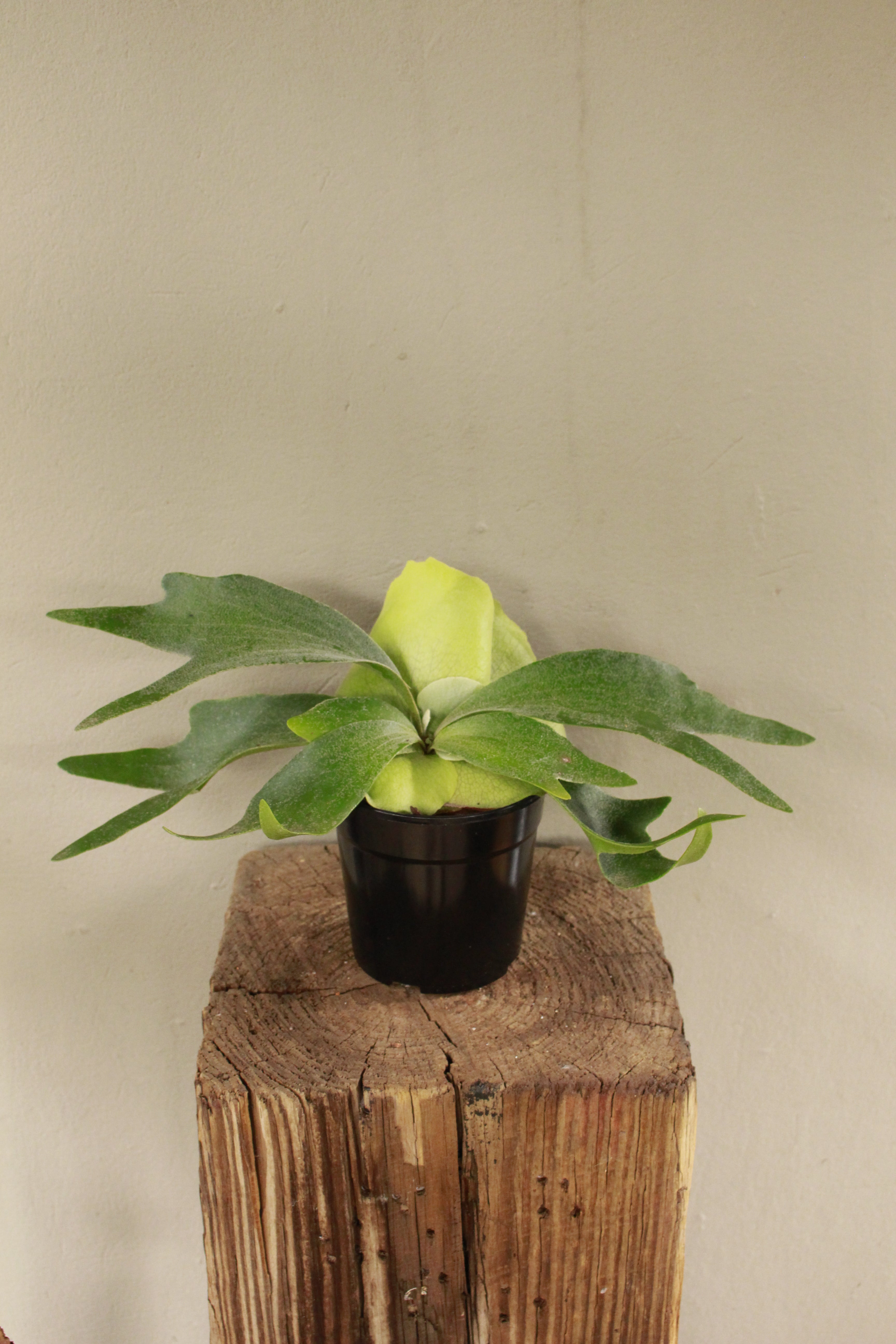 Staghorn Fern Small