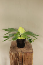 Load image into Gallery viewer, Staghorn Fern Small
