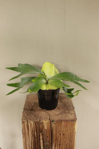 Staghorn Fern Small