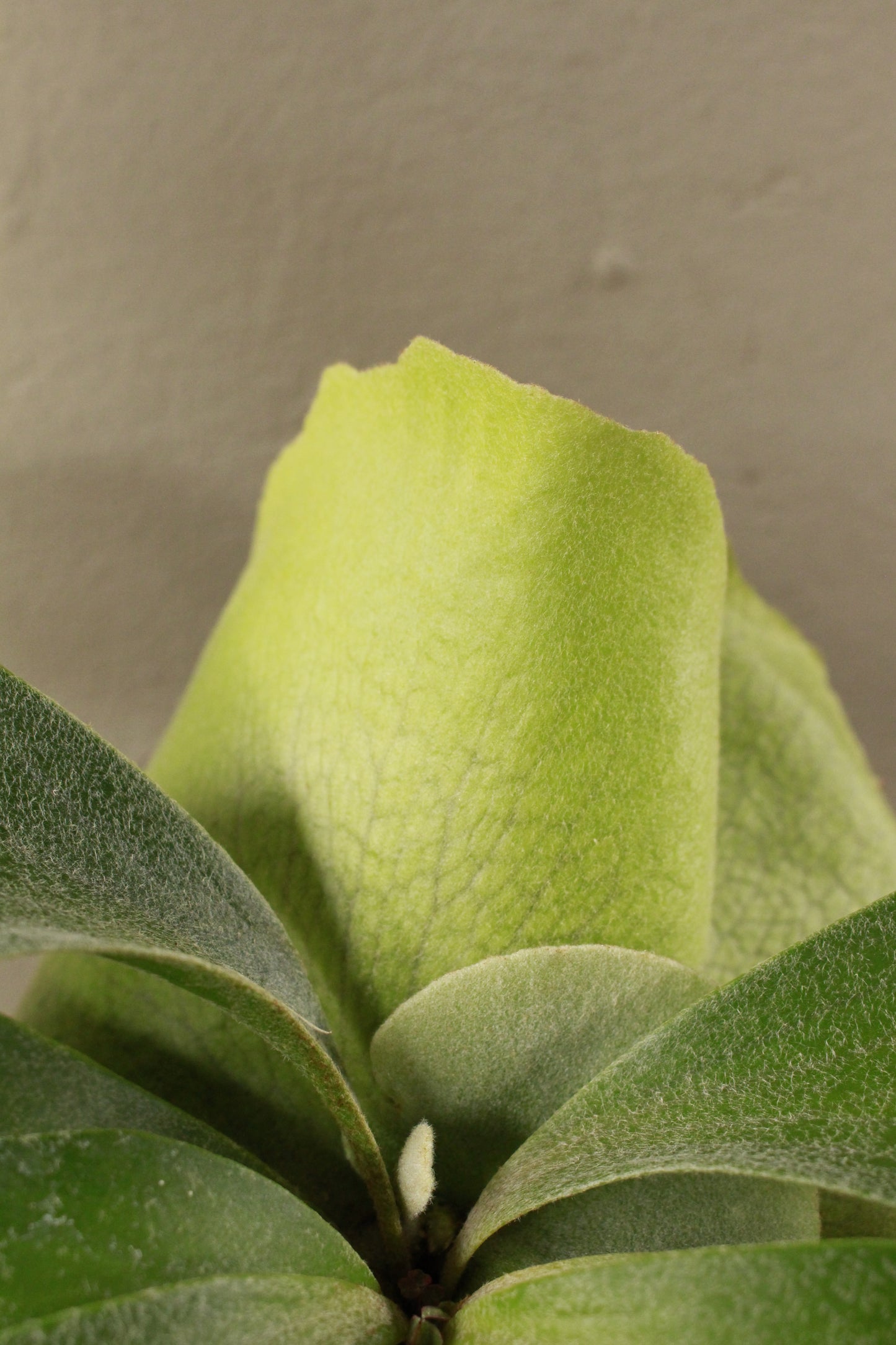 Staghorn Fern Small