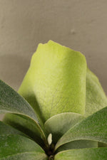 Load image into Gallery viewer, Staghorn Fern Small
