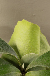 Staghorn Fern Small