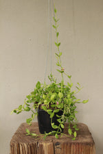 Load image into Gallery viewer, Dischidia Vidalii hanging pot
