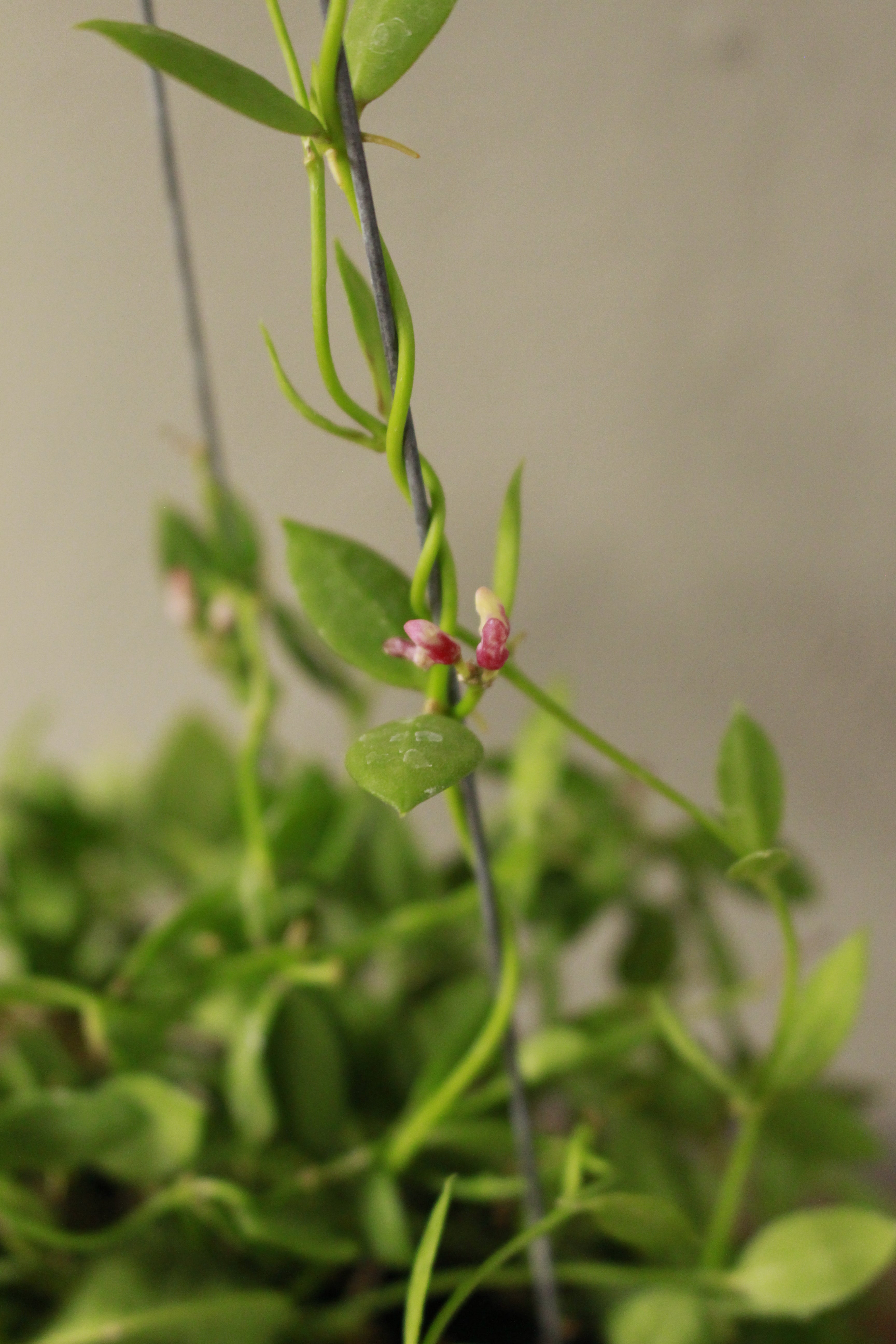 Dischidia Vidalii hanging pot