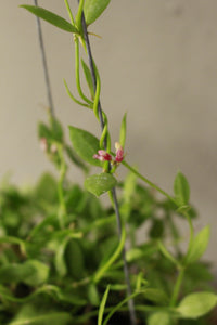 Dischidia Vidalii hanging pot