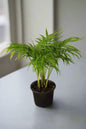 Love Palm
