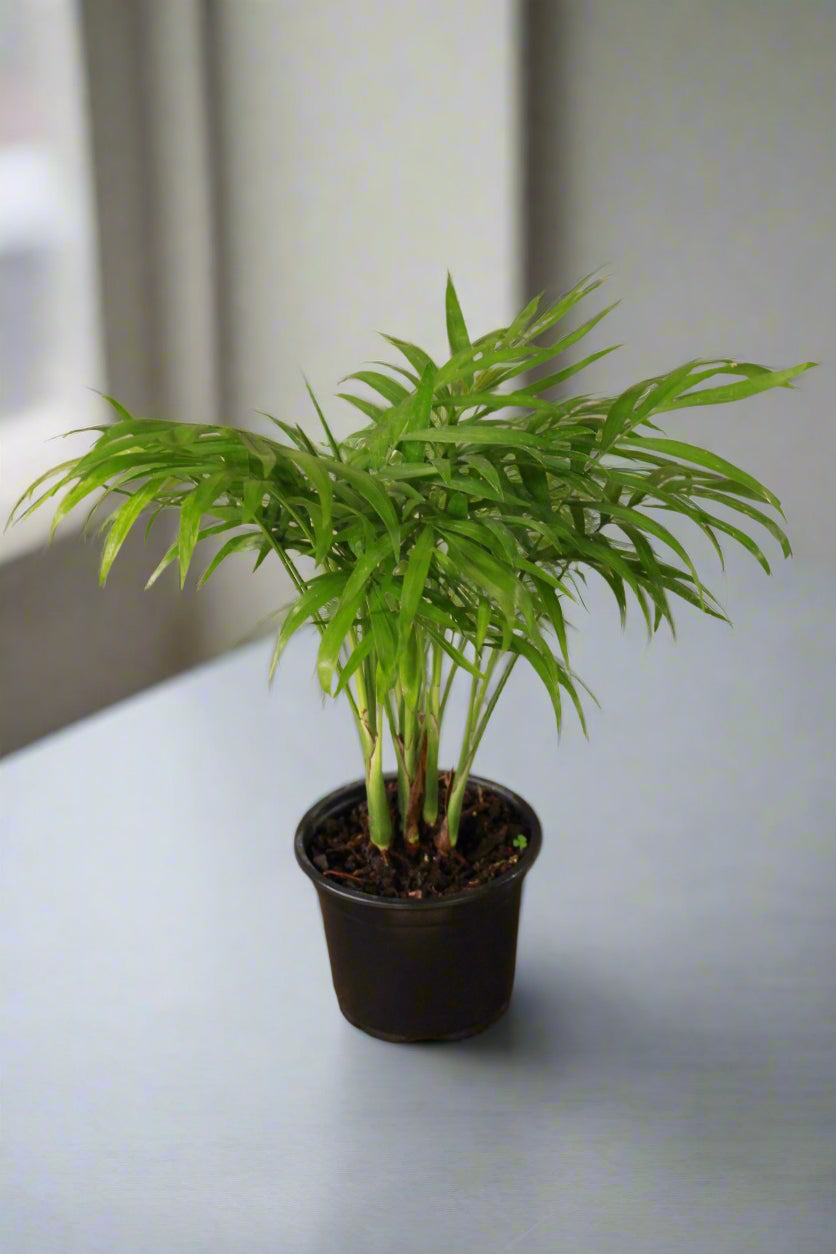 Love Palm