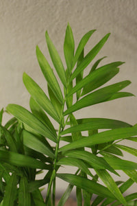 Love palm