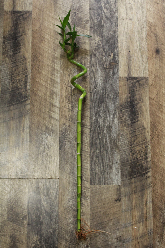 Lucky Bamboo curled 30cm (cut at top)