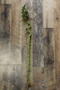 Lucky Bamboo curled 30cm (cut at top)