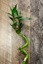 Load image into Gallery viewer, Lucky Bamboo curled 60cm (cut at top)
