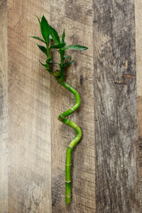 Lucky Bamboo curled 15cm (cut at top)