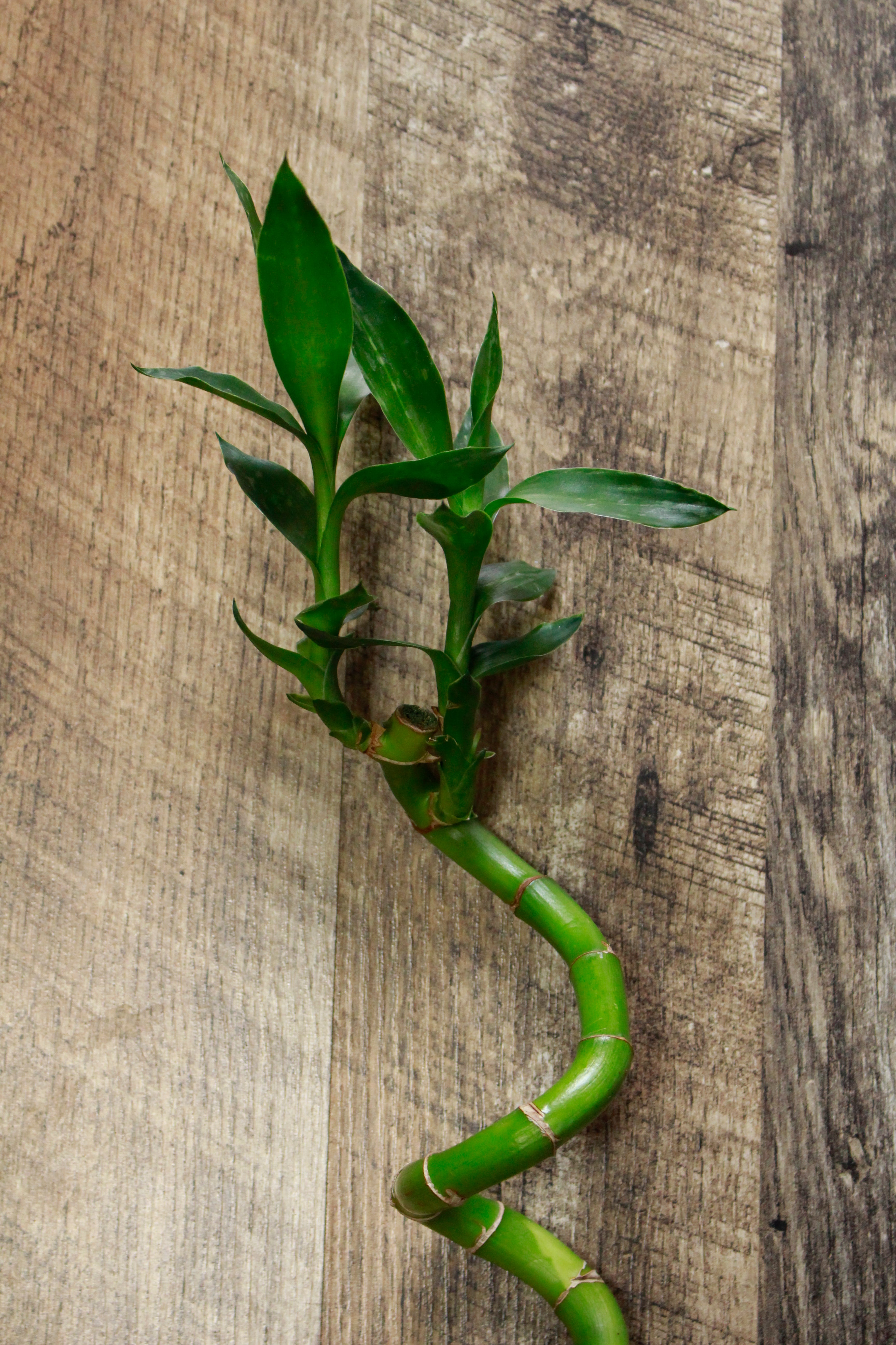 Lucky Bamboo curled 15cm (cut at top)