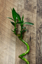 Load image into Gallery viewer, Lucky Bamboo curled 15cm (cut at top)
