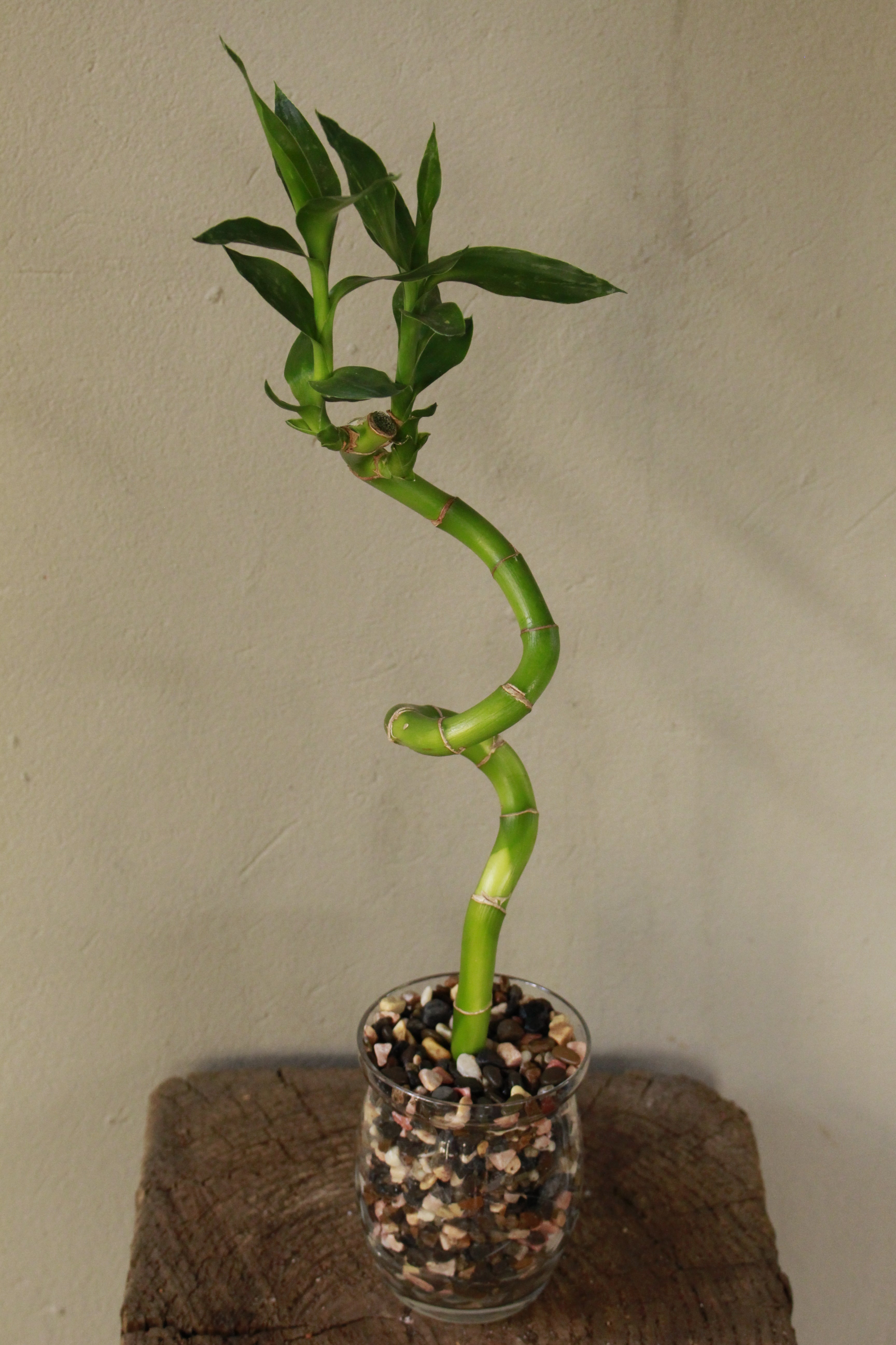 Lucky Bamboo Curled - 1 stem - Planted in glass jar with gravel