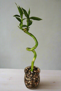 Lucky Bamboo Curled - 1 stem - Planted in glass jar with gravel
