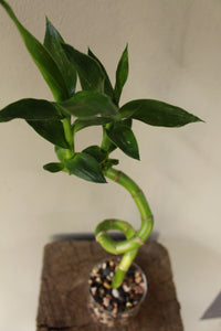 Lucky Bamboo Curled - 1 stem - Planted in glass jar with gravel