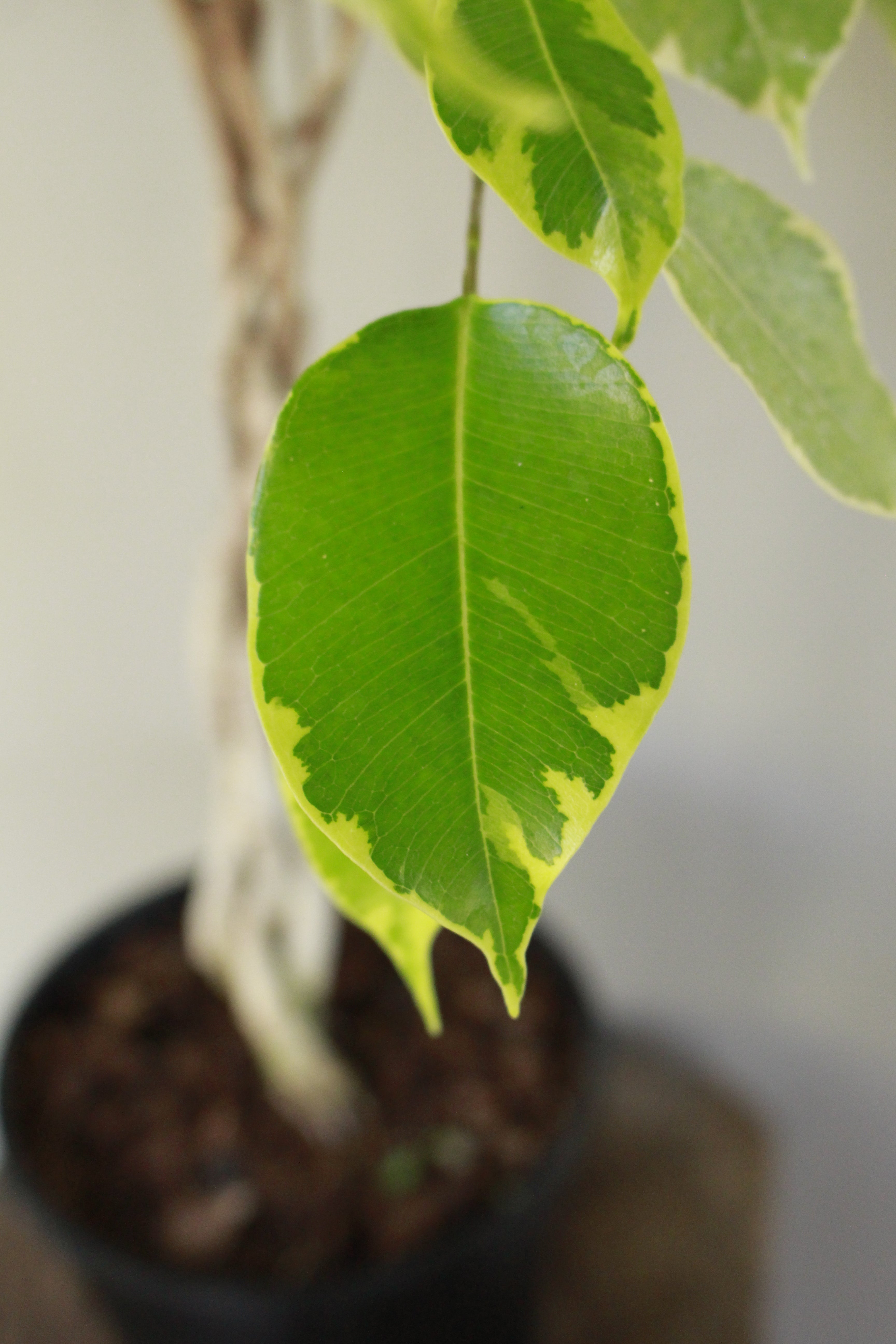 Princess Ficus Ficus Golden Princess braided South Africa