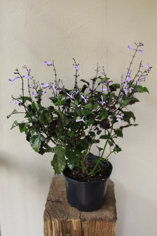Plectranthus Mona Lavender